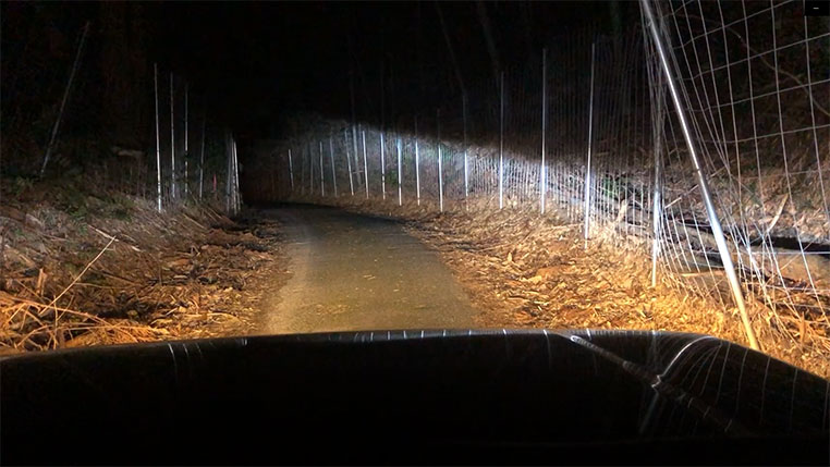 夜間の林道　ヘッドライトとフォグランプを点灯